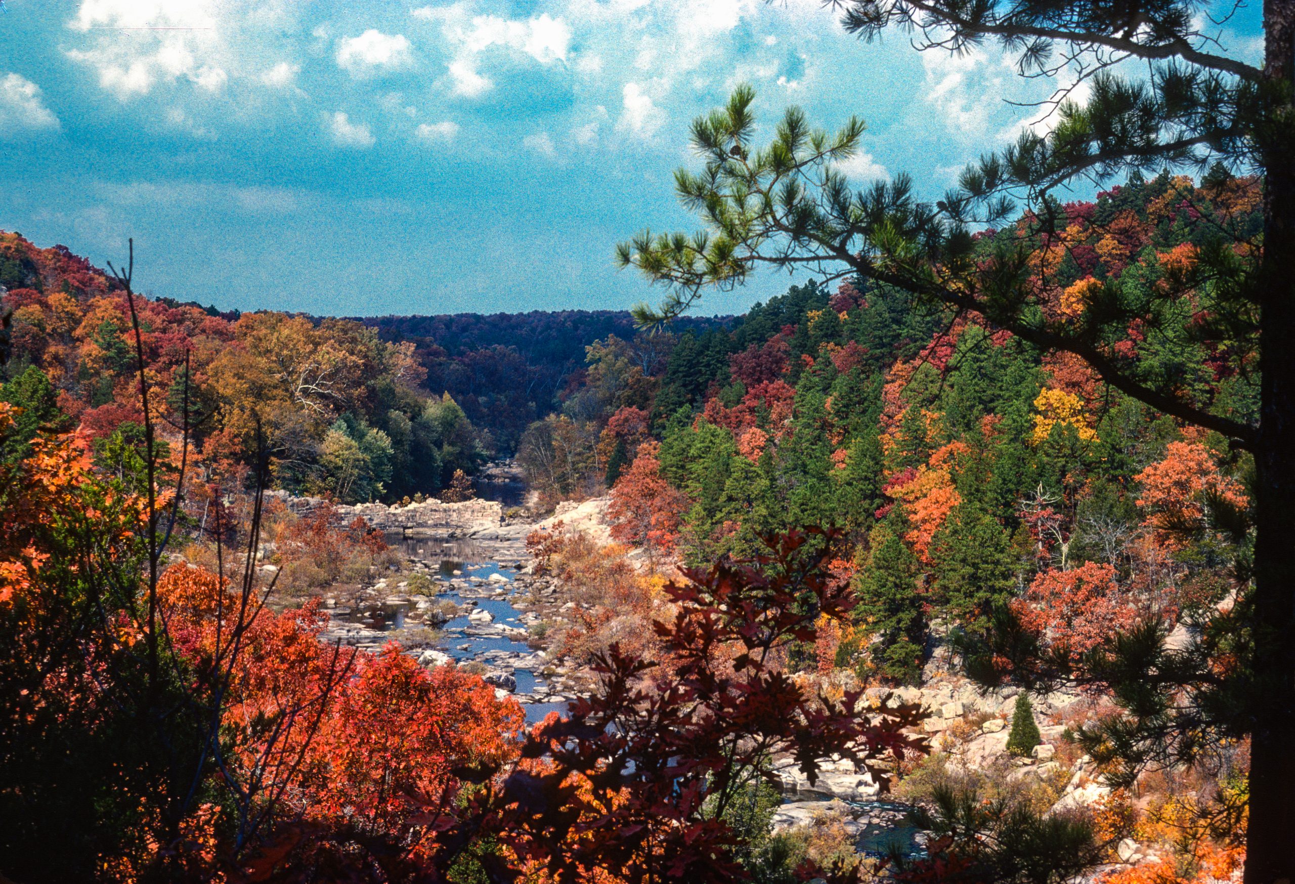 Fall leaves in the Ozarks